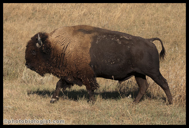 Bison strolling through the prairie.