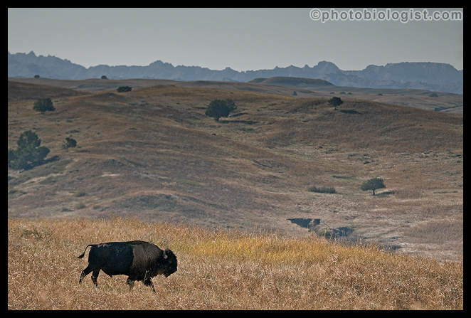 Bison headed for the Badlands.