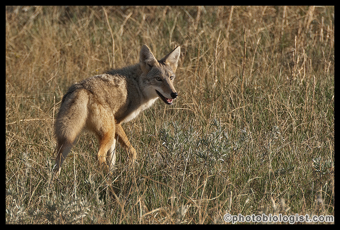 Coyote looking for a meal.