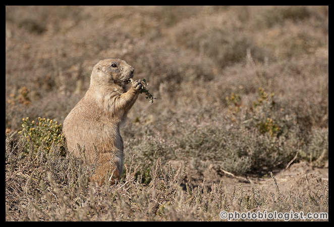 Prairie dog having a meal.
