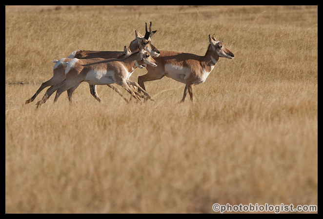 Pronghorn headed for the far side of a hill.
