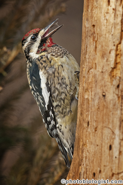 Yellow-bellied sapsucker on a dead pine.