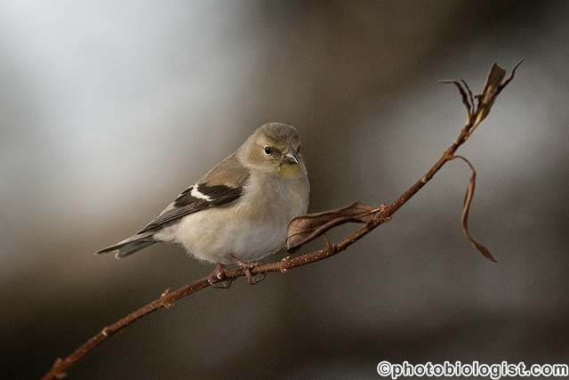 American goldfinch perching on a goldenrod.