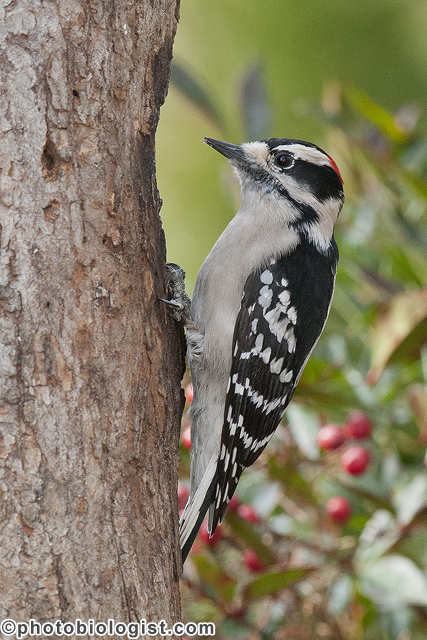 Male downy woodpecker on a snag.
