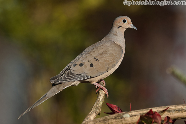 Mourning dove on a snag.