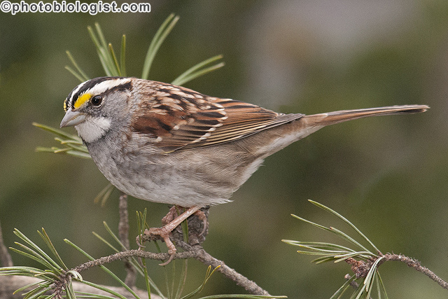 White-throated sparrow in a Virginia pine.