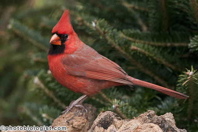 Northern cardinal posing.