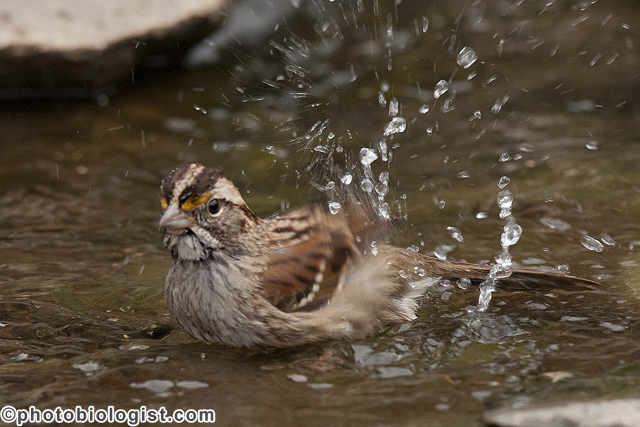 White-throated sparrow bathing.