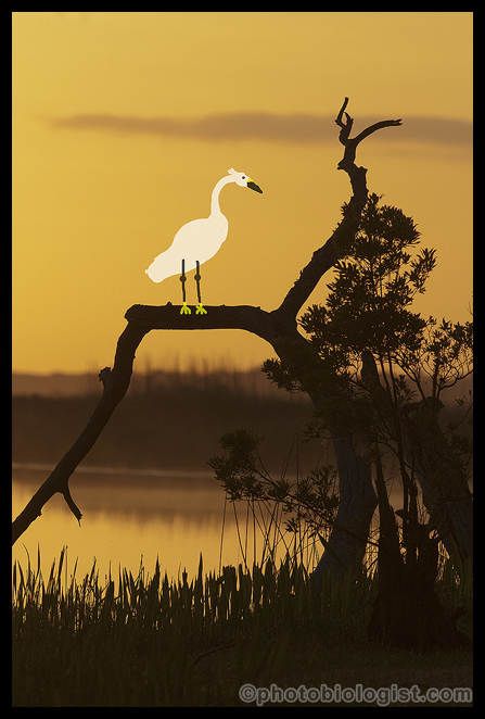 Now the snowy egret is on the perch where it had been moments before!  I guess I CAN "fix it in Photoshop!"