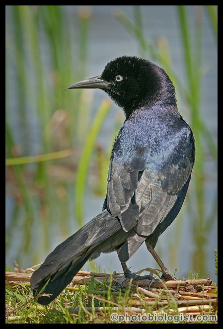 Boat-tailed grackles are ubiquitous - luckily the males are attractively iridescent too!