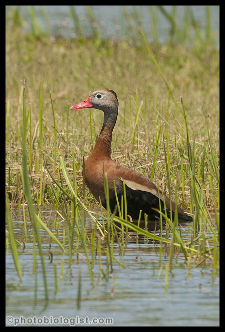 Black-bellied whistling ducks are increasing in number on the Mississippi Gulf Coast, but they are especially increasing around Indian Point right now.