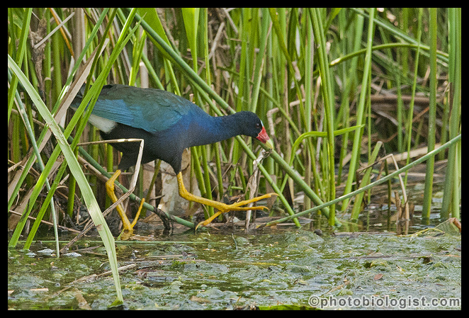 The sun was sinking, and the light wasn't great, but the opportunity to photograph a purple gallinule on the Mississippi Coast doesn't occur every day...