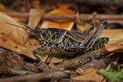 CRICKETS AND GRASSHOPPERS ALBUM