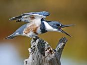 BELTED KINGFISHERS