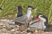 Gull-billed Terns Album