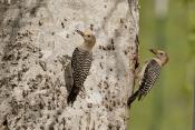 Golden-fronted Woodpeckers