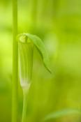 Jack-in-the-pulpits