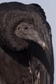 Vulture Album