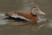 Whistling duck