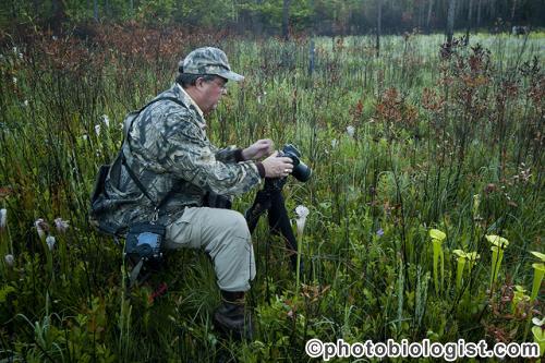 Photographing a native wild orchid.