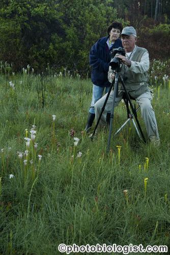 Photographing a pitcher plant.
