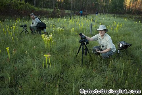 Photographing a pitcher plant.