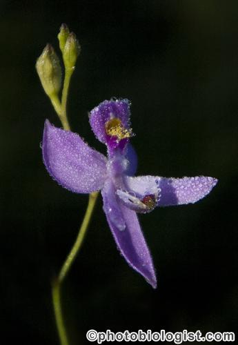 A dew-covered grass pink orchid.