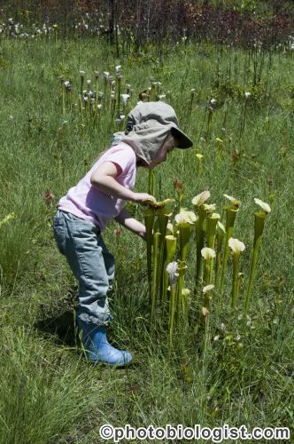 Exploring a pitcher plant bog.