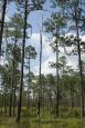 Snags are important habitat and diversity elements in a longleaf pine forest.