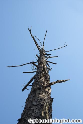 A pine snag provides food and shelter for many wild animals.