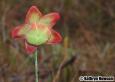 dew drenched pitcher plant flower.jpg