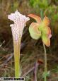 pitcher plant and flower.jpg