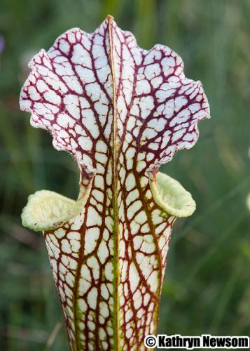 veins of white topped pitcher plant.jpg
