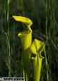 yellow pitcher plant duo.jpg