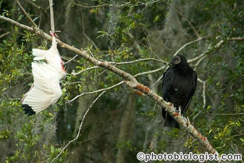 Black Vulture/White Ibis