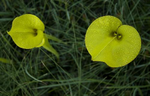 A pair of dew-covered yellow trumpets.