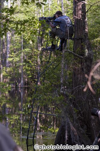 Photog in a Tree in a Swamp