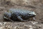 Eastern Narrow-mouthed Toads