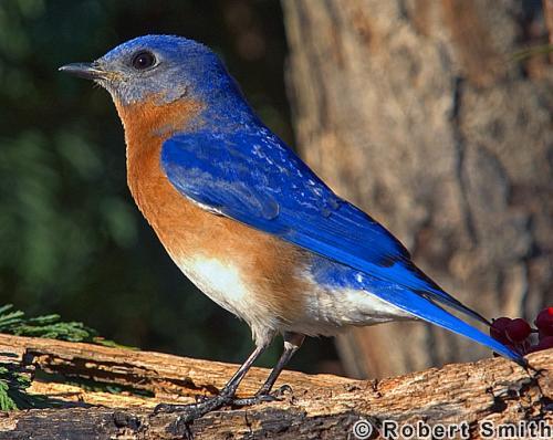 Bluebird