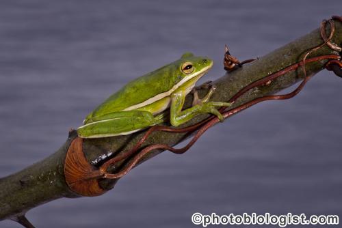 Treefrog