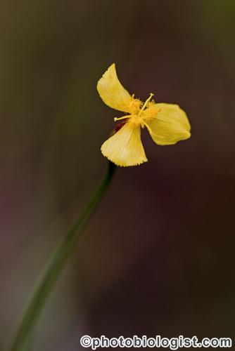 Yellow-eyed Grass