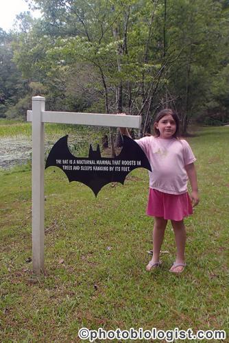 Bat Education