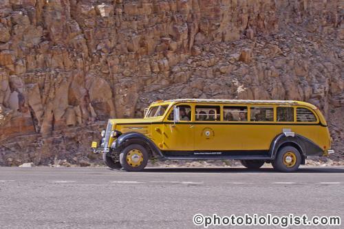Yellow Bus
