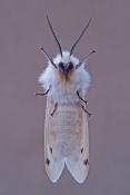 Virginia Tiger Moth