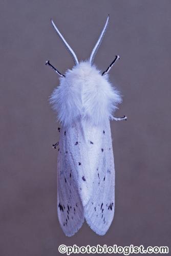 Virginia Tiger Moth