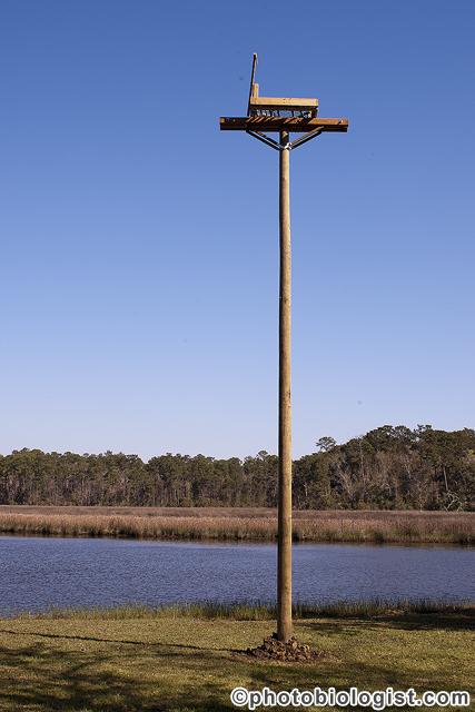 Osprey Nest