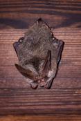 Big-eared Bats