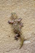 Mediterranean Geckos