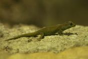 William's Dwarf Geckos