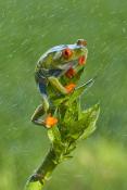 RED-EYED TREEFROGS